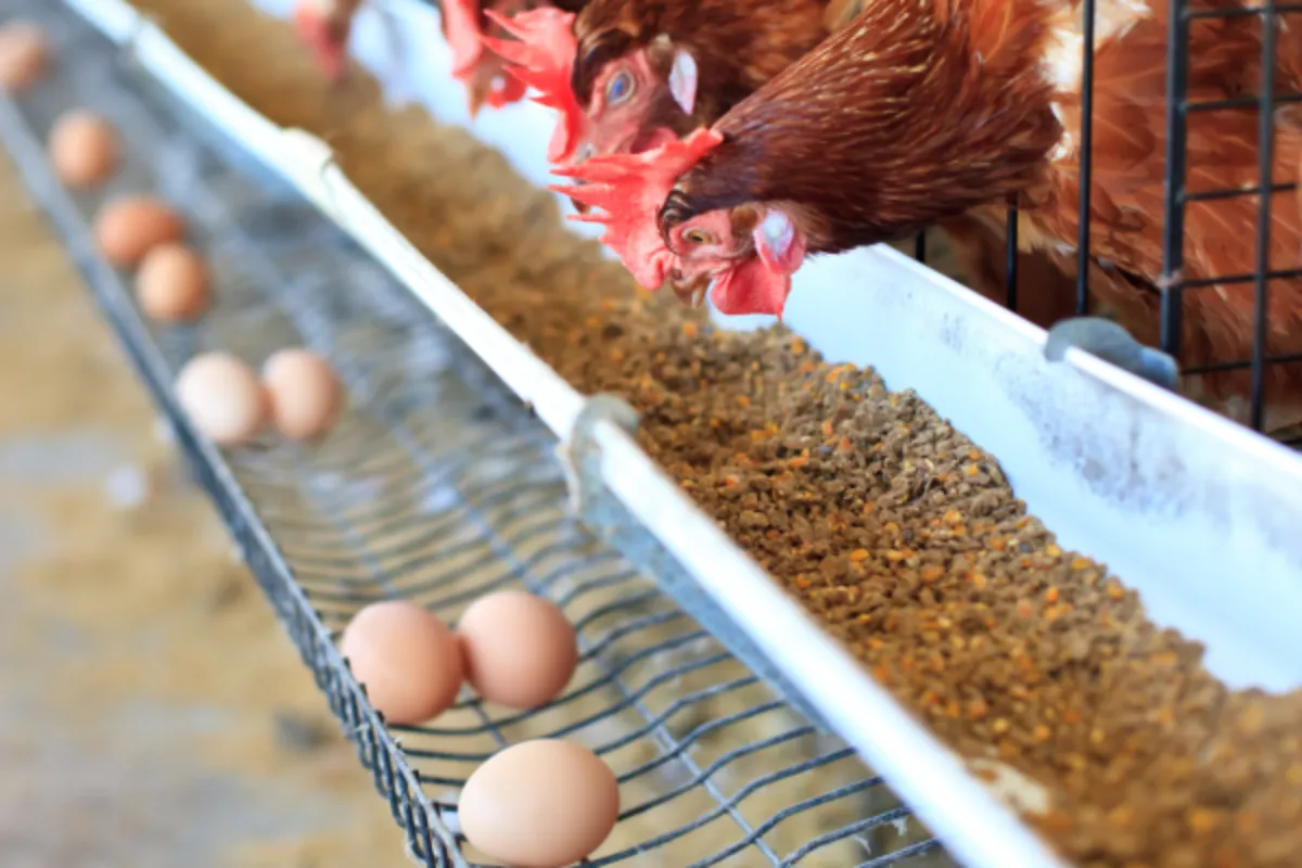 Danantara Bangun Rantai Nilai Poultry Terintegrasi Bernilai US$7 Miliar