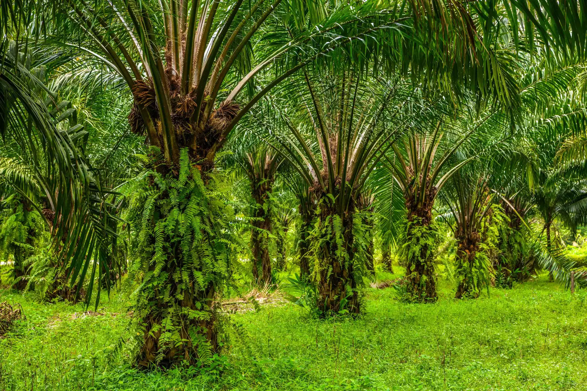 Energi, Sawit, dan Risiko Papua