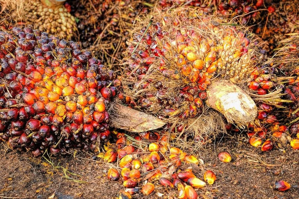 Skandal Under-Invoicing CPO: Kebocoran Devisa US$908 Miliar dan Strategi Trader Tunggal
