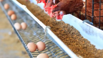 Danantara Bangun Rantai Nilai Poultry Terintegrasi Bernilai US$7 Miliar