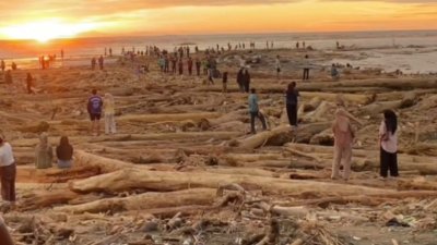 Kayu Gelondongan Sumut: Sorotan Internasional pada Konsistensi Penegakan Hukum Kehutanan Indonesia