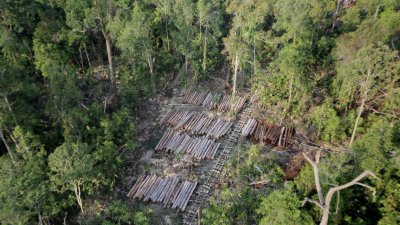 UGM: Deforestasi Melemahkan Stabilitas Ekologis dan Picu Banjir Bandang Sumatera