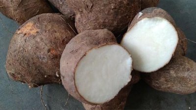 Uwi dan Strategi Mitigasi Risiko Pangan Indonesia