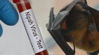 Virus Nipah: Mengapa Hingga Kini Vaksinnya Belum Ada?