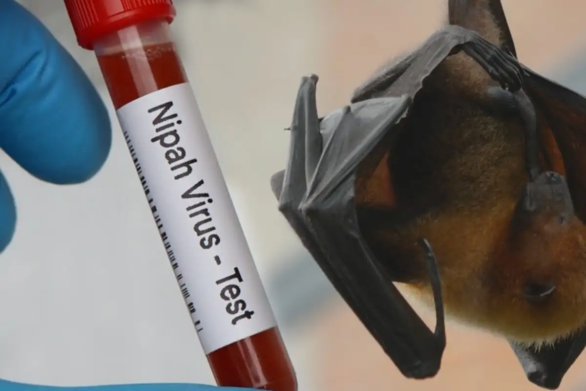 Virus Nipah: Mengapa Hingga Kini Vaksinnya Belum Ada?