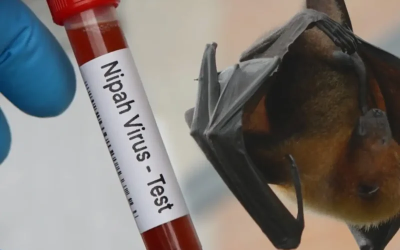 Virus Nipah: Mengapa Hingga Kini Vaksinnya Belum Ada?